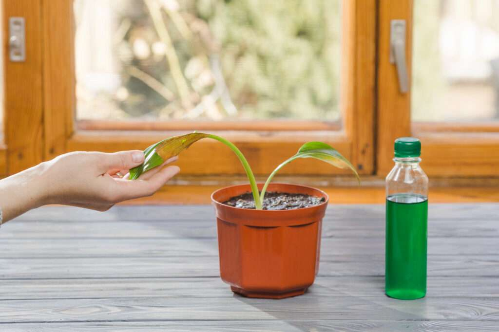 Plant watering globes